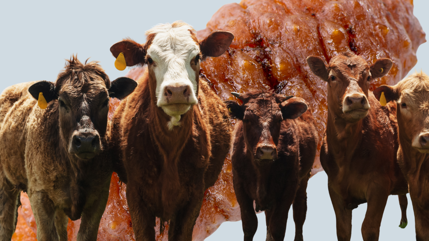 México bajo presión internacional por el avance del gusano barrenador del ganado.